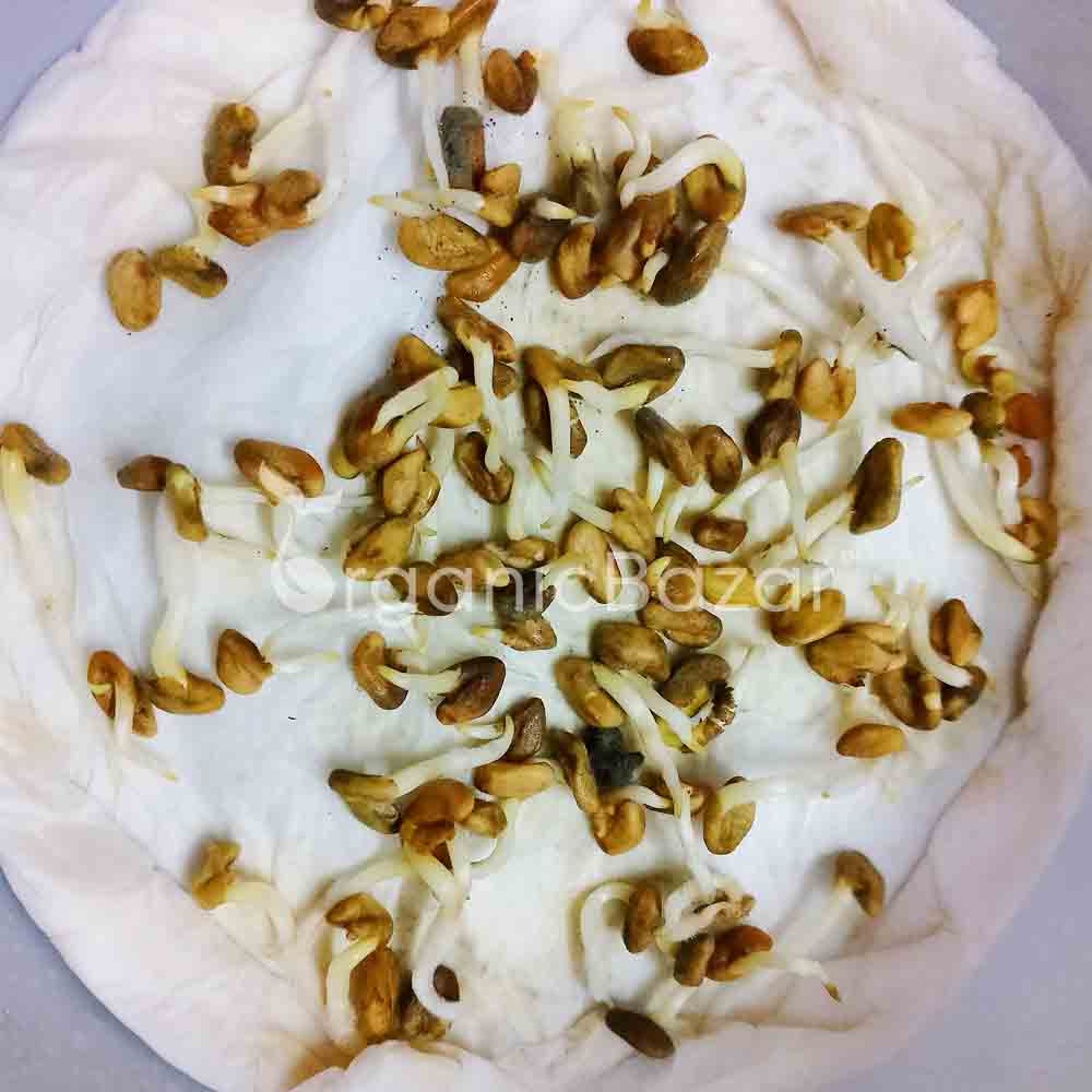 Fenugreek Seeds (Methi)