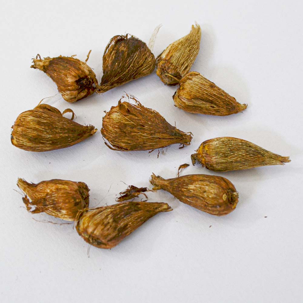 Freesia Mix Flower Bulb (Pack of 10)