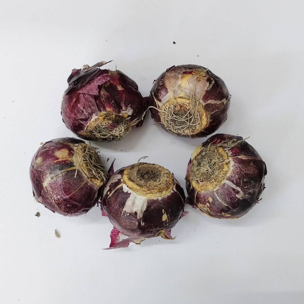 Hyacinth Delfts Blauw (Blue) Flower Bulbs