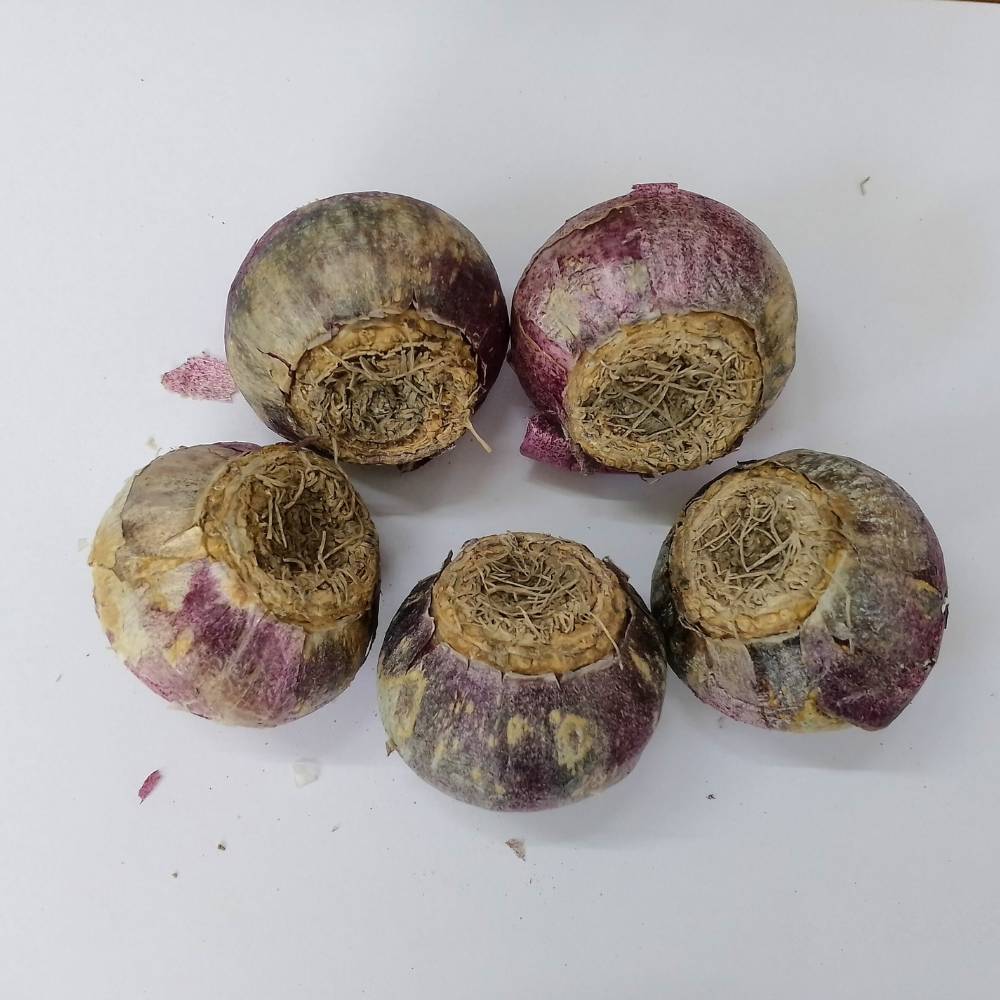 Hyacinth Jon Boss (Red) Flower Bulbs