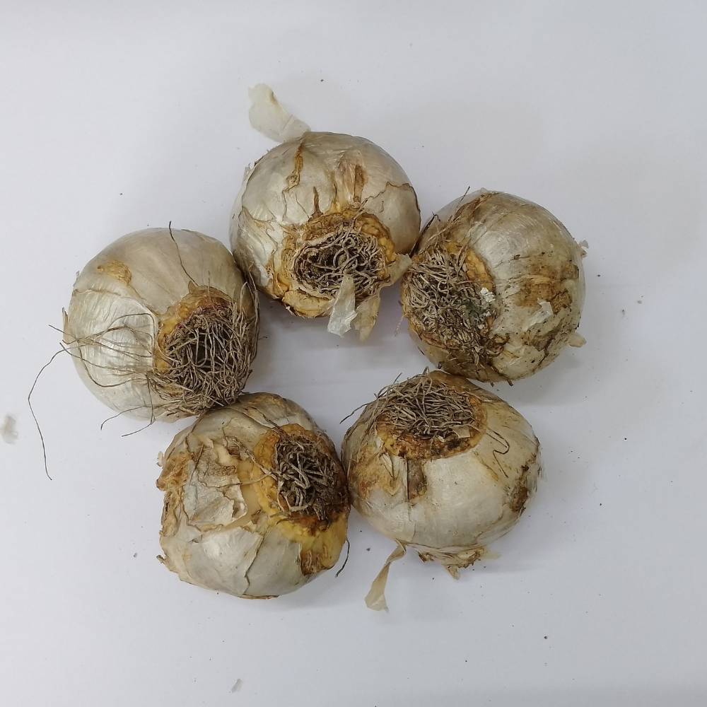 Hyacinth Aiolos (White) Flower Bulbs