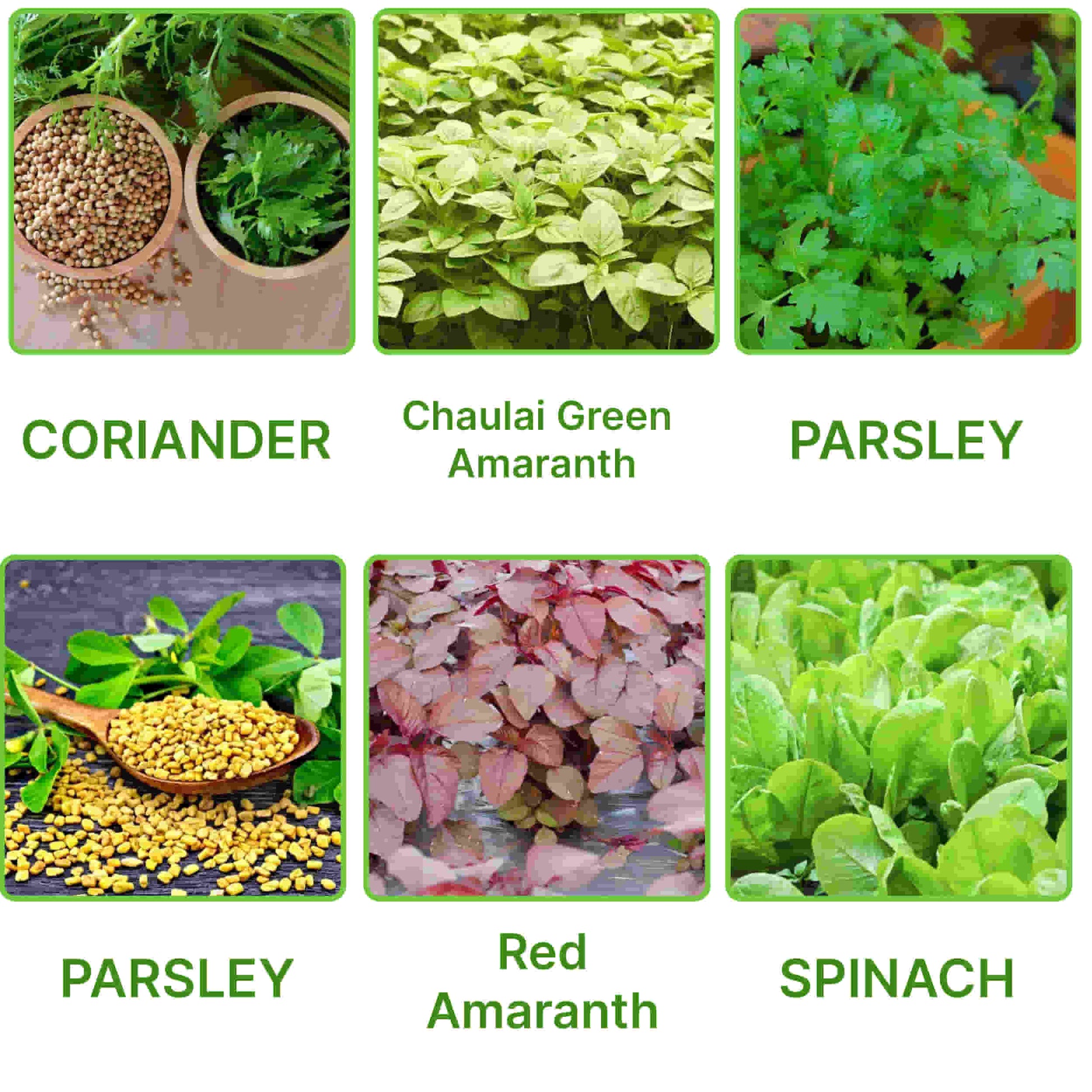 Leafy Vegetable