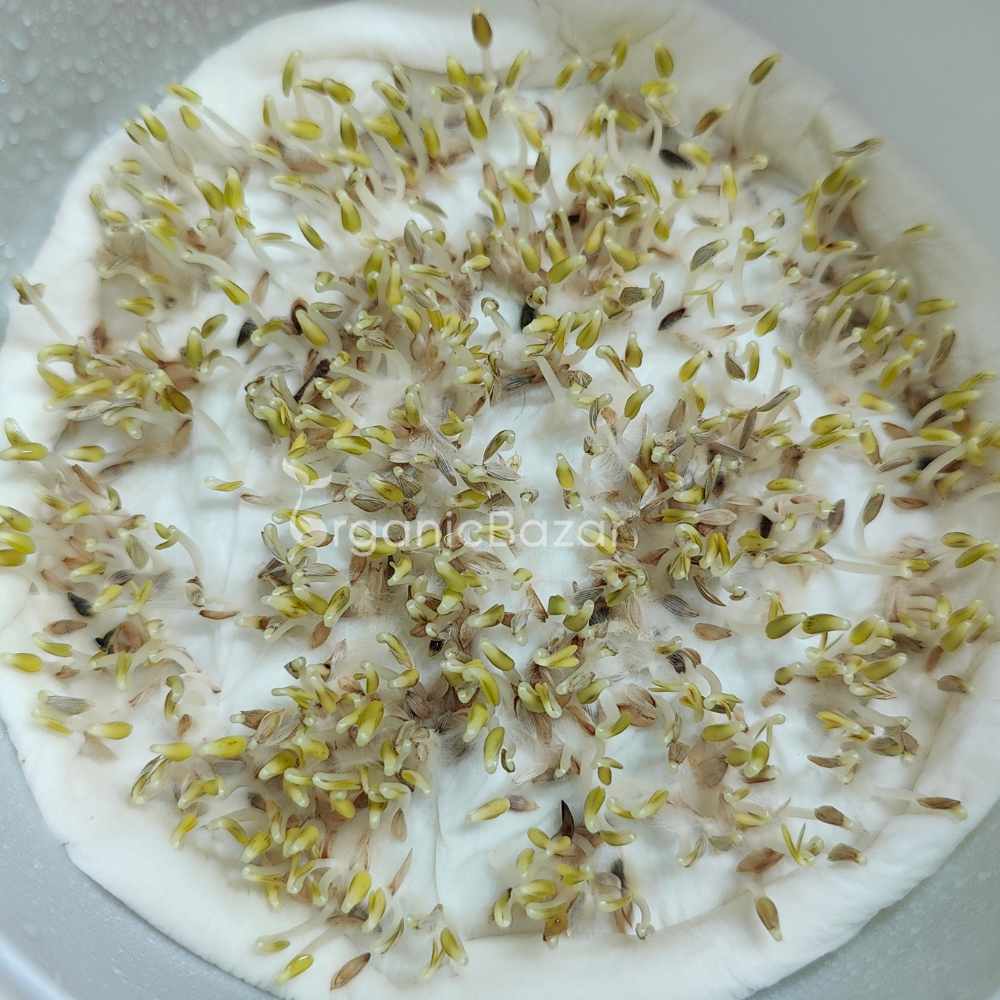 Lettuce Microgreen Seeds