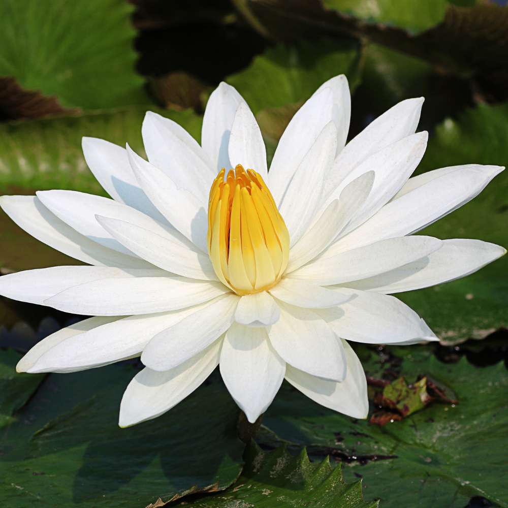Lotus (3)