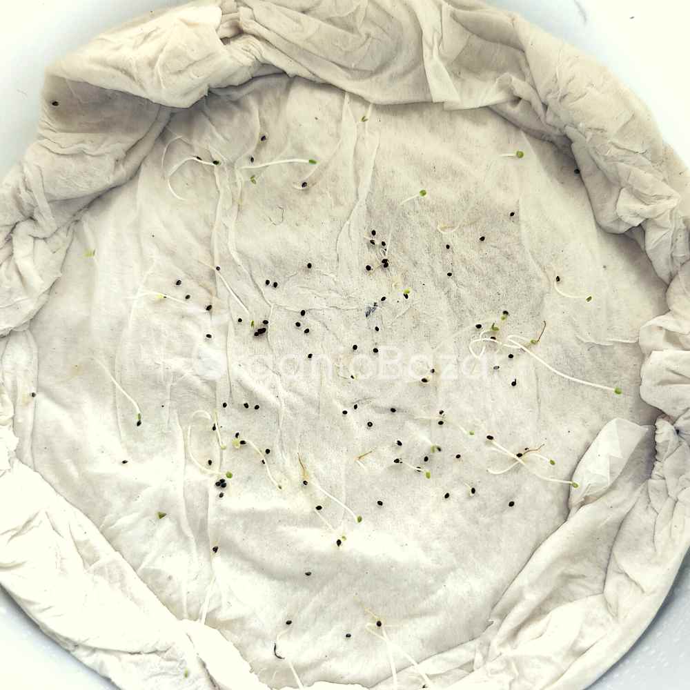 MintPeppermint (Mentha Pipreta) Seeds Pudina Ke Beej - पुदीना के बीज