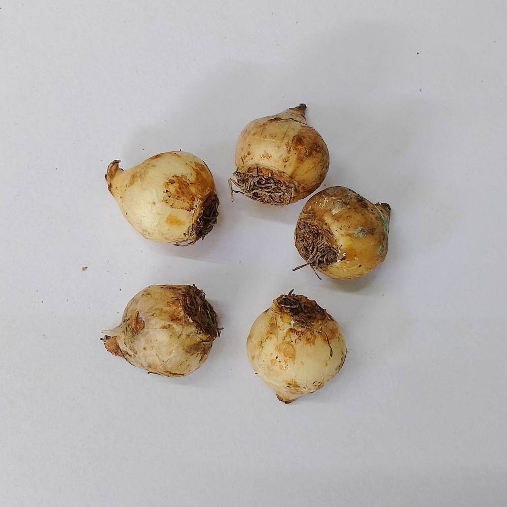 Muscari Armeniacum (Blue) Flower Bulbs