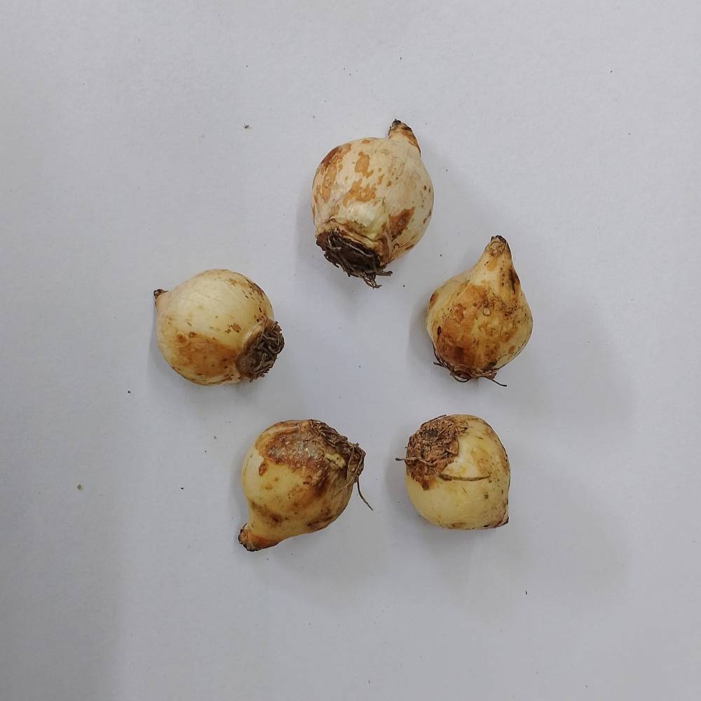 Muscari Siberian Flower Bulbs