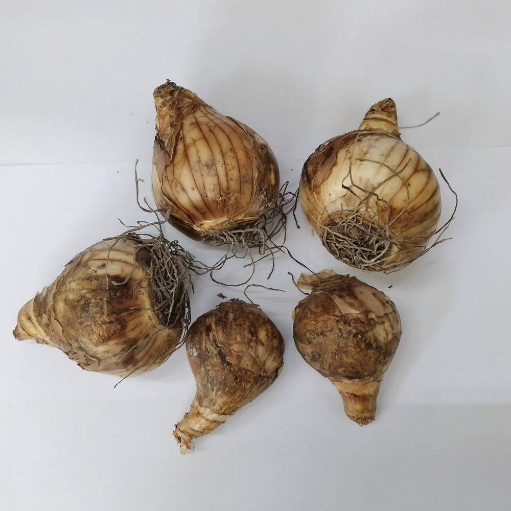 Narcissus Replete Flower Bulbs