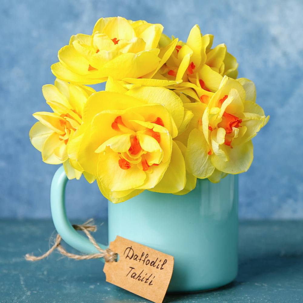 Narcissus Tihati (2)