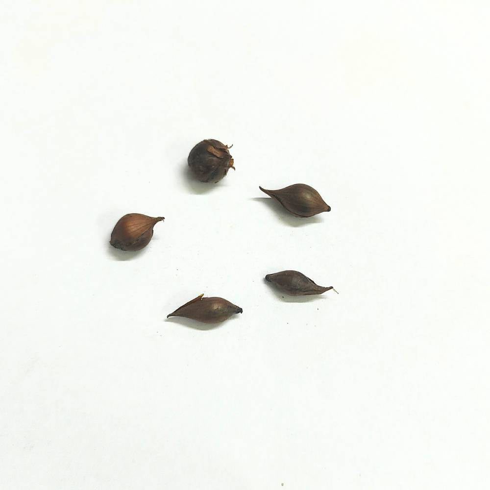 Oxalis Pink Bulb