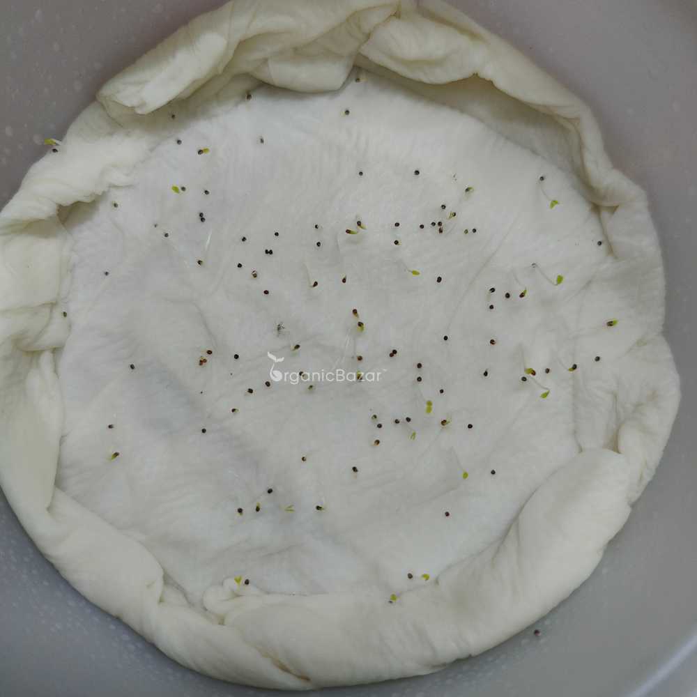 Petunia Double Glorious Mix Seeds