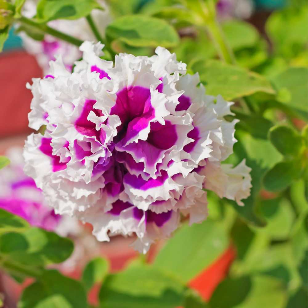 Petunia Double Glorious