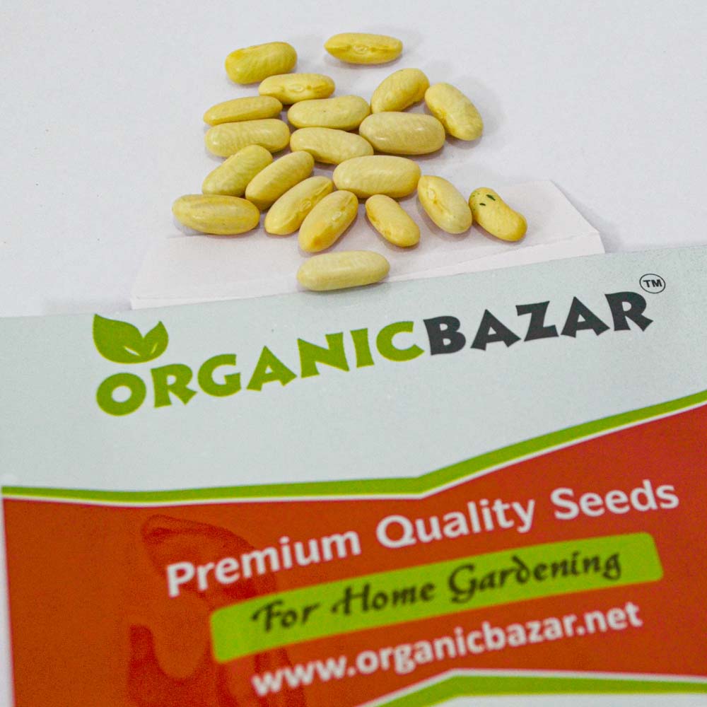 Pole Beans Selection Sanchi Seeds