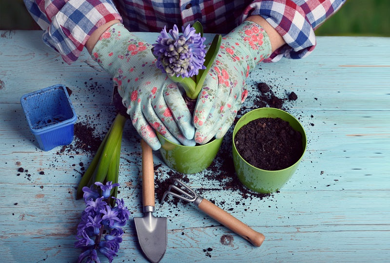 Gardeners,Hand,Planting,Flowers,In,Pot,With,Dirt,Or,Soil.