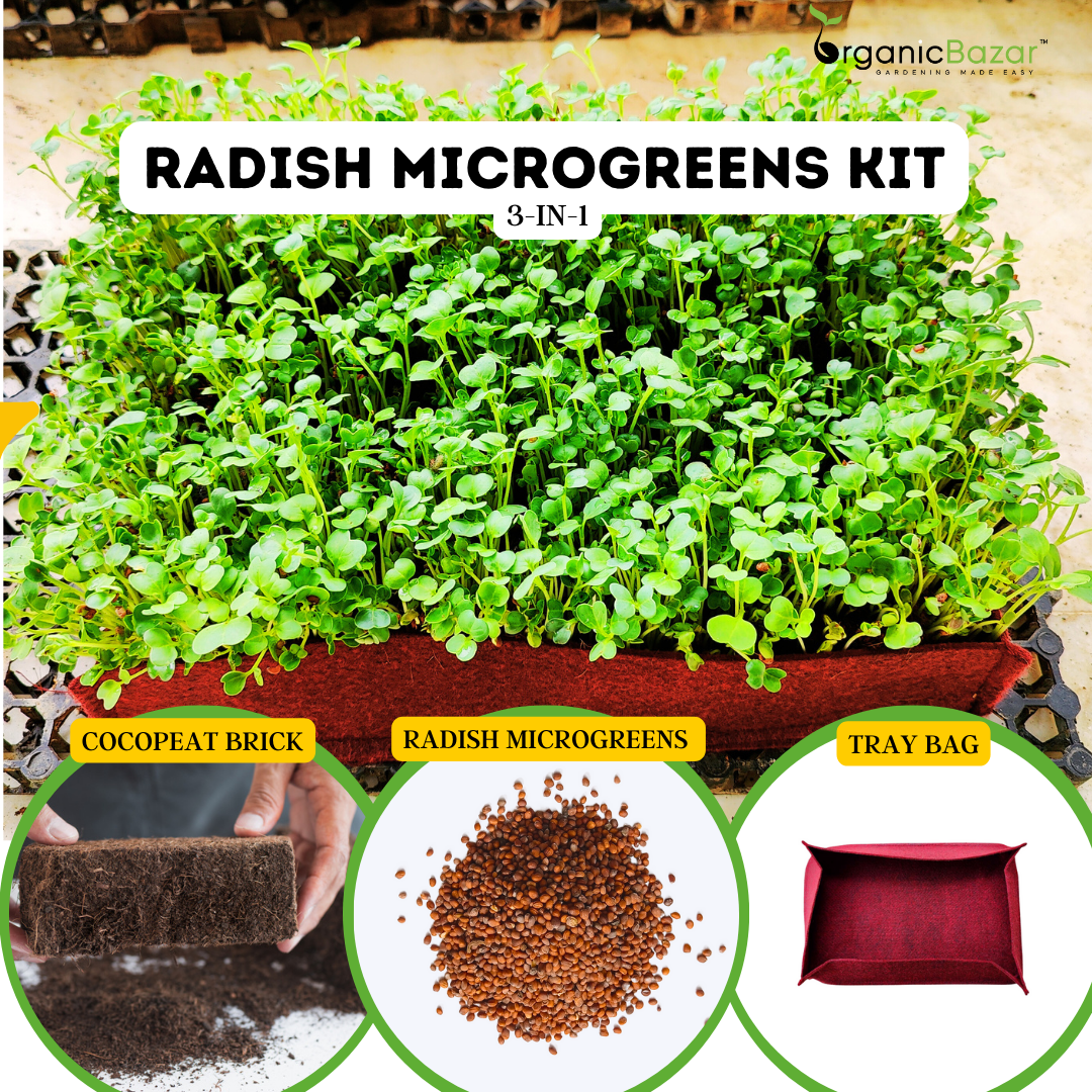 RADISH MICROGREENS KIT 3 in 1