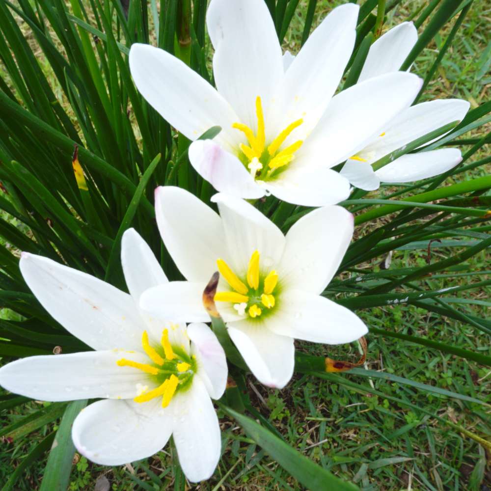 Rain Lily White Flower Bulbs
