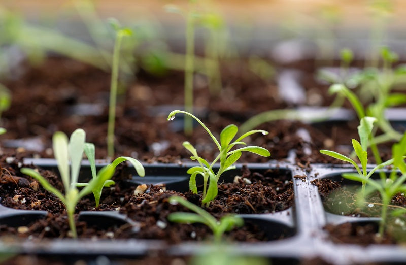 Seedlings,In,A,Seed,Starter,Tray,,Focus,On,A,Dew