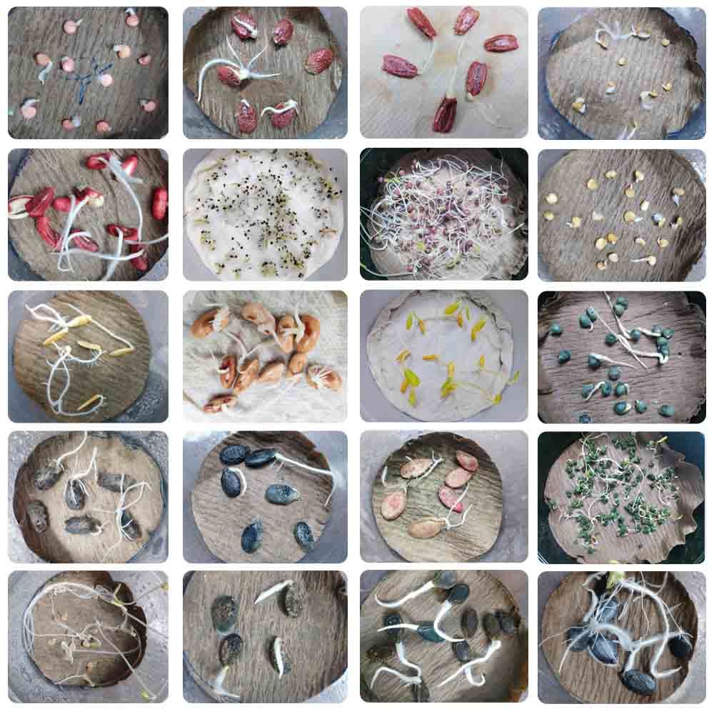 Summer Vegetable Seeds Kit Hybrid