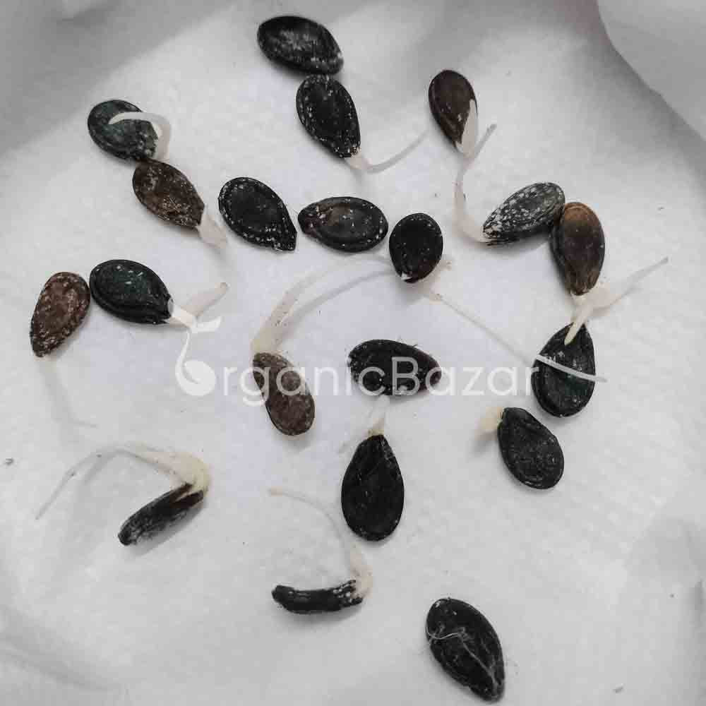 Tinda (Apple gourds) Seeds