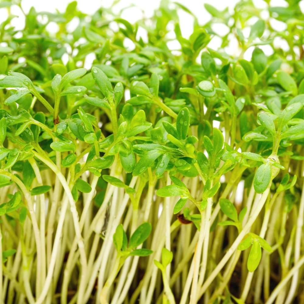 Herb Seeds - 'Pepper Cress