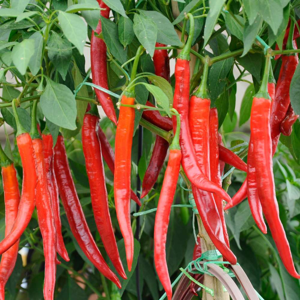 Chilli Hot Pepper F1 Hybrid Seeds