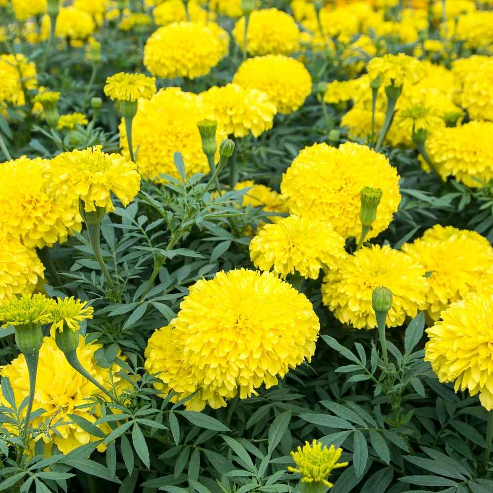 Marigold Yellow Flower Seeds