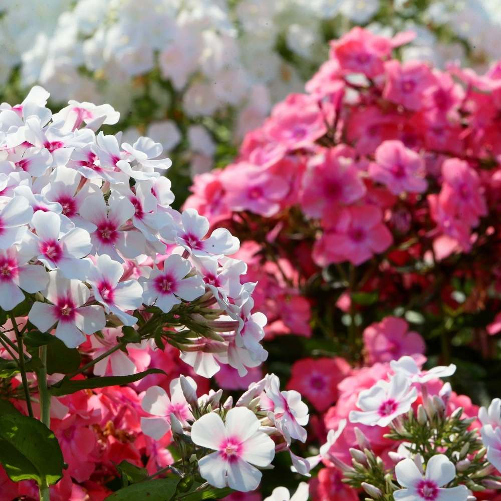 Phlox Beauty Dwarf Mix Seeds