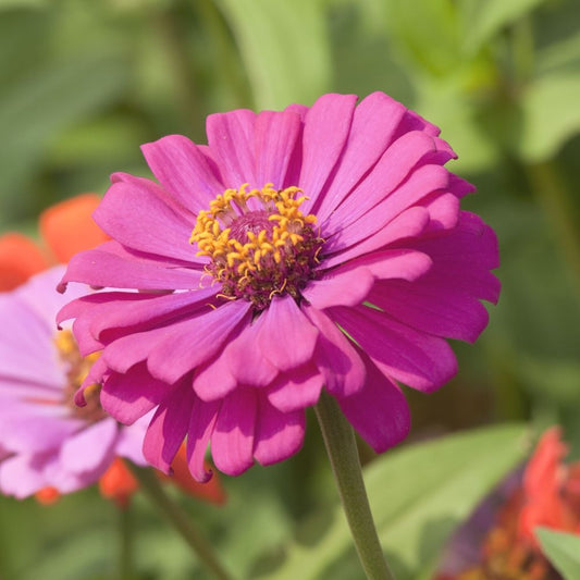 Zinnia F1 Tall Pink Hybrid Seeds