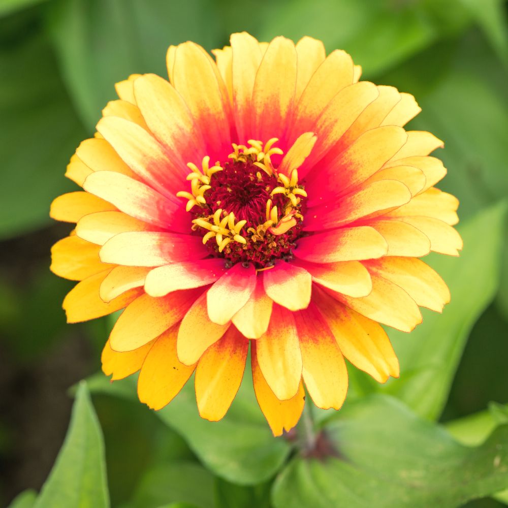 Zinnia F1 Tall Yellow Hybrid Seeds