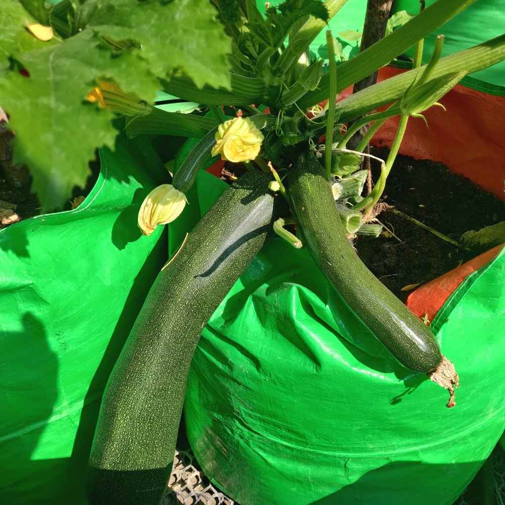 Untitled design - 2022-06-15T123616.081