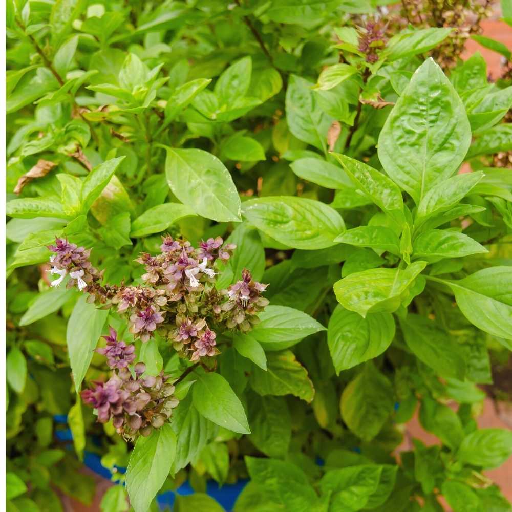 Basil Green Long Clause Seeds Tulsi