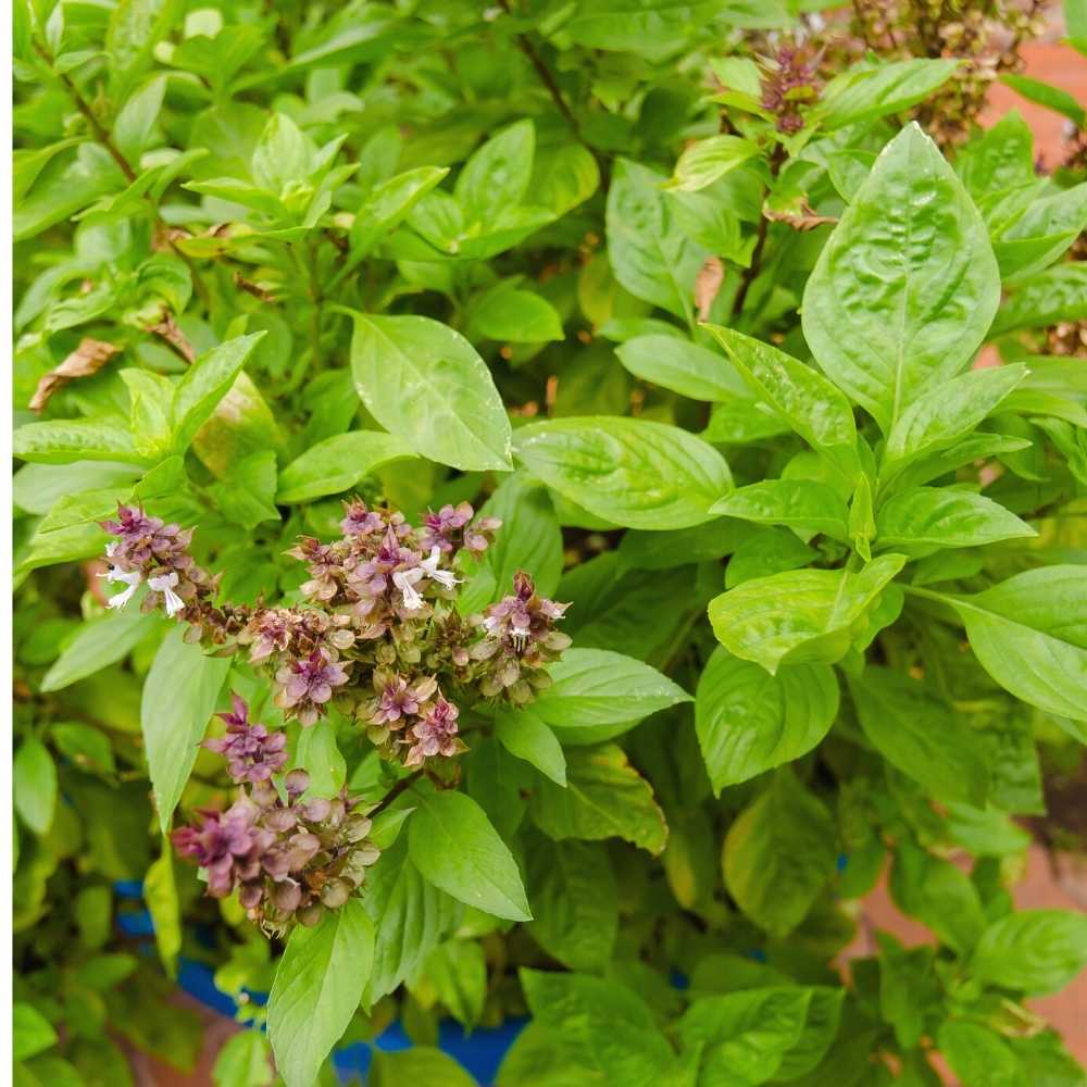 Basil Green Long (Clause) Seeds