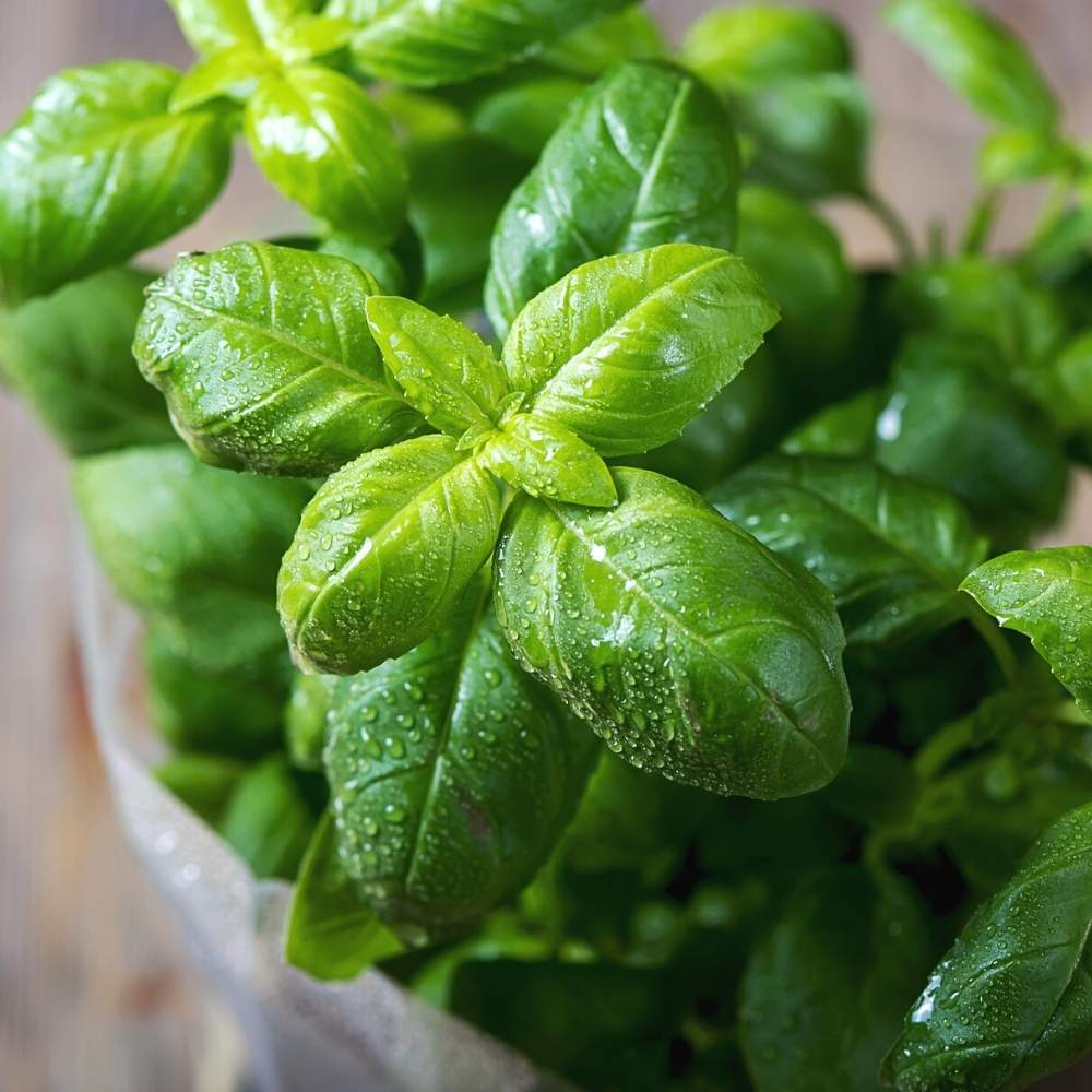 Emily Basil Seeds Tulsi