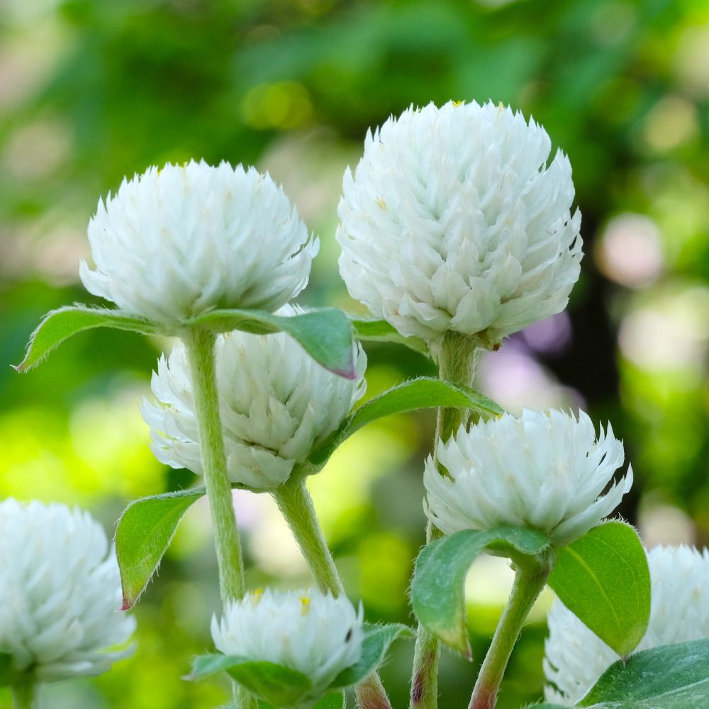 Gomphrena Extra Dwarf Gnome White Seeds