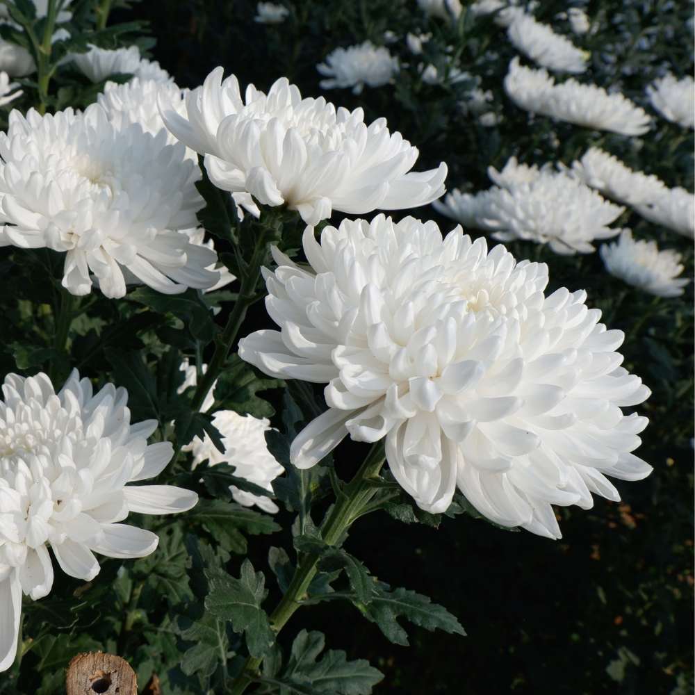 China Aster White Seeds