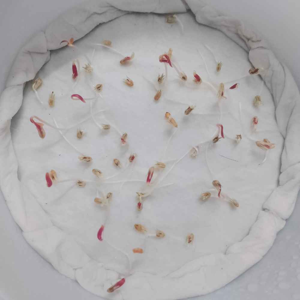 Gomphrena Extra Dwarf Gnome White Seeds