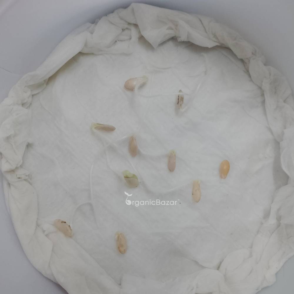 Foot kachri Seeds