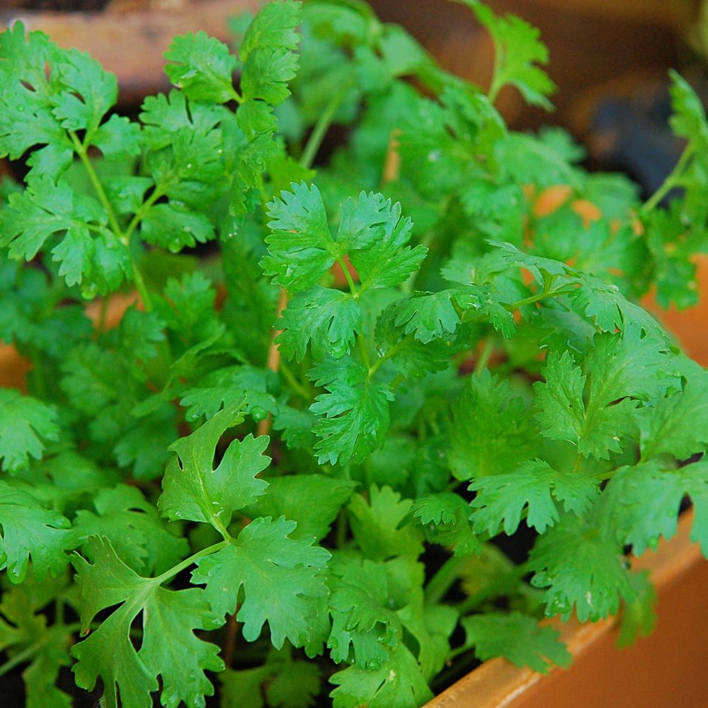 Organic Coriander (Dhaniya) Seeds