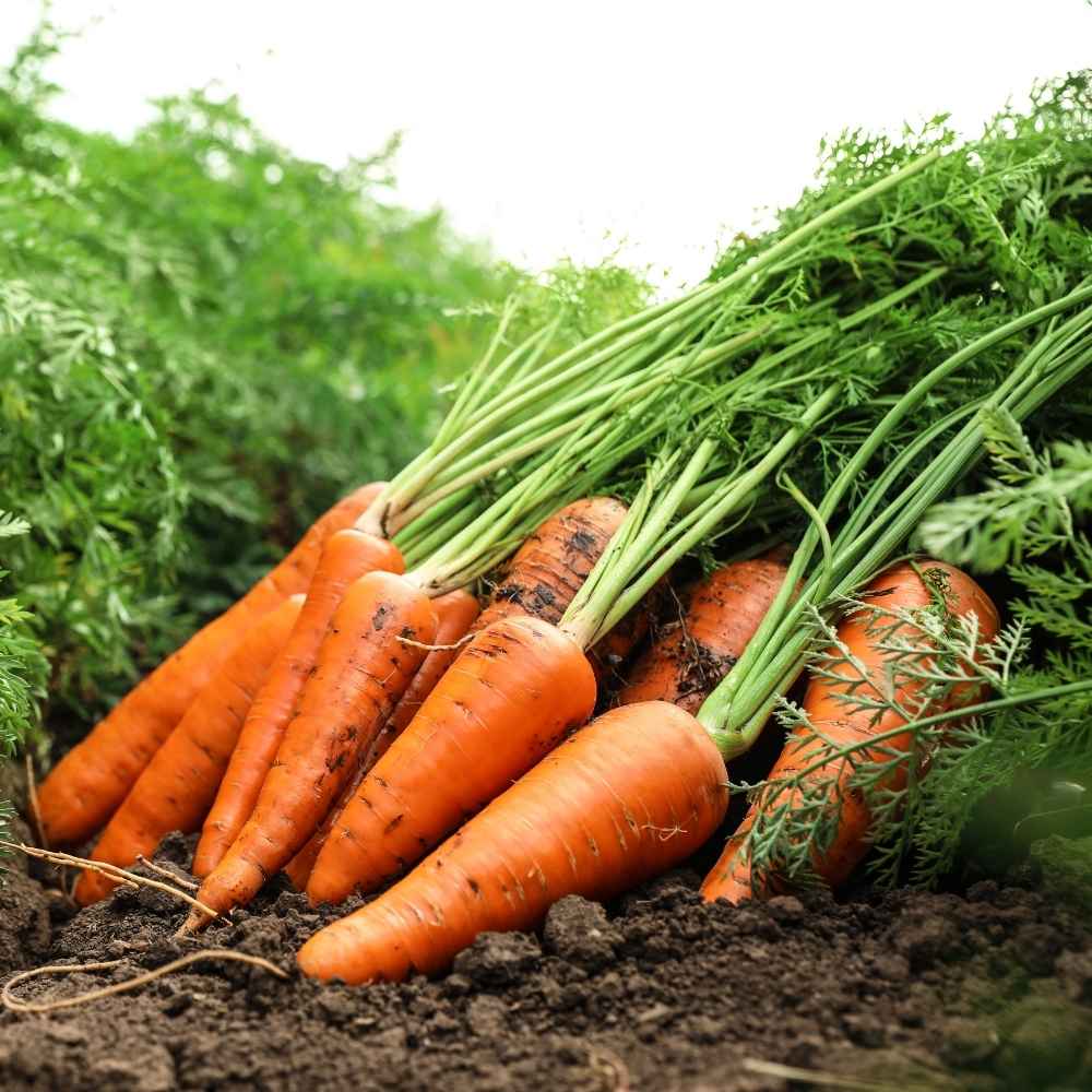 Carrot Orange Hybrid Seeds