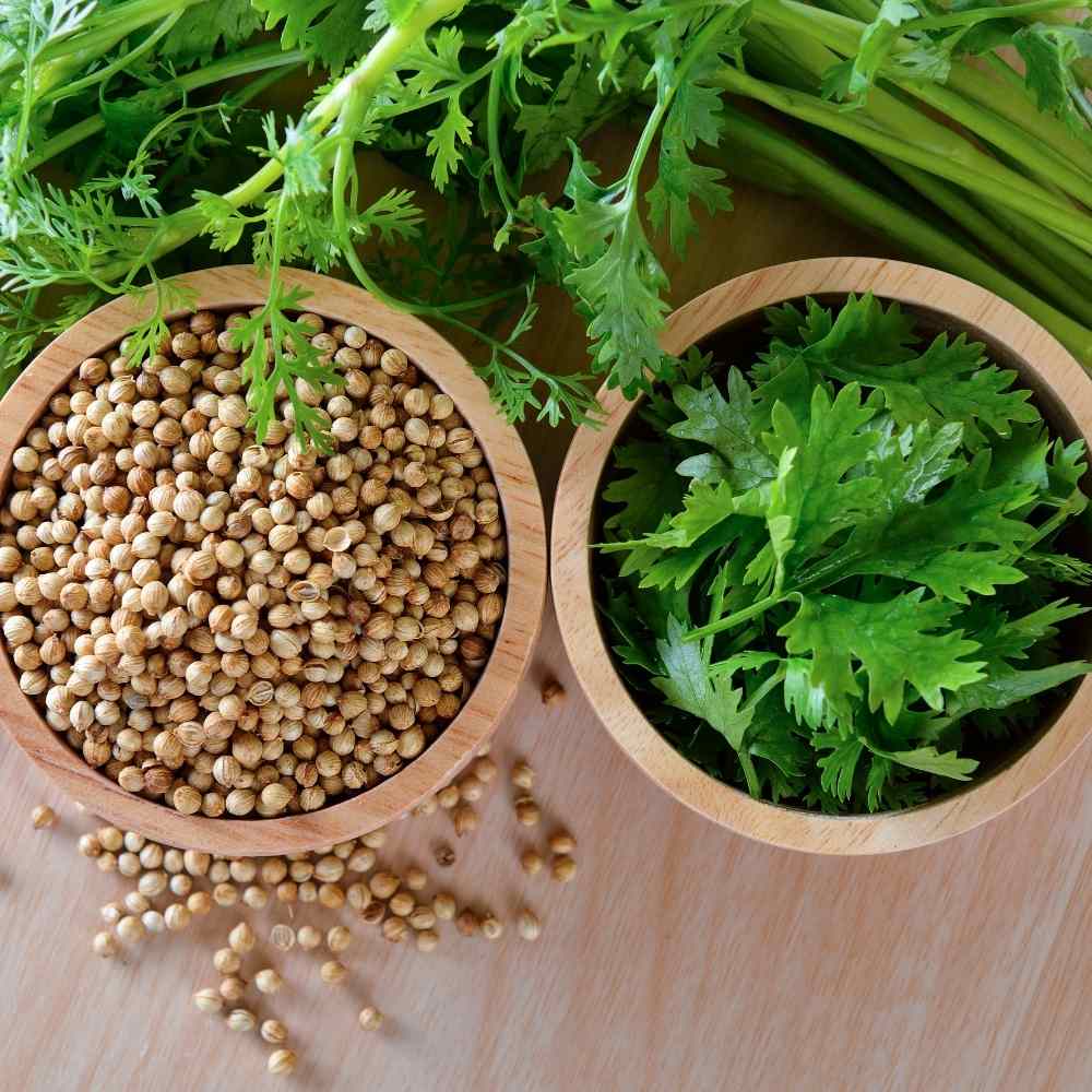 Coriander Seeds Hybrid