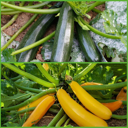 Zucchini Seeds Combo Pack