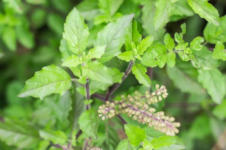 Indian Holy Basil Desi Tulsi Seeds For Home gardening