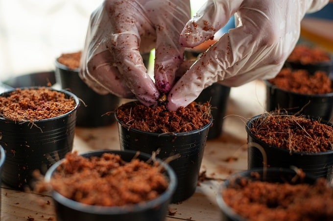 Use of Cocopeat for Gardening in Hindi