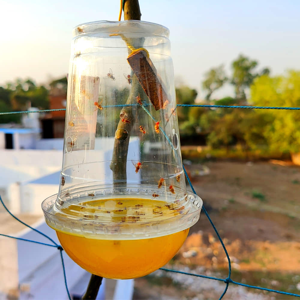 fruit fly trap