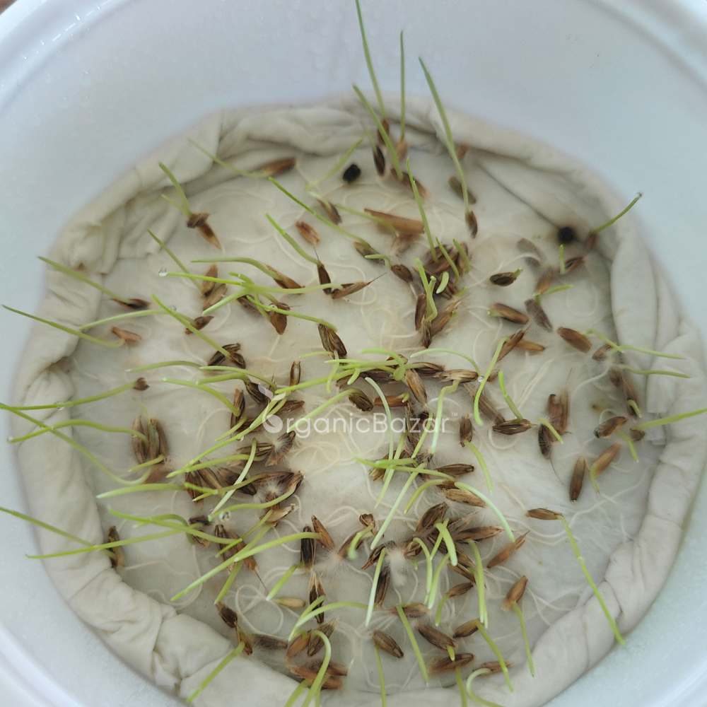 Selection No. 1 Grass Seeds