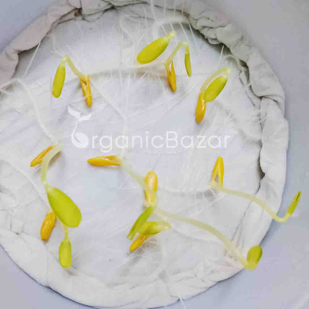 Musk Melon Hybrid Seeds