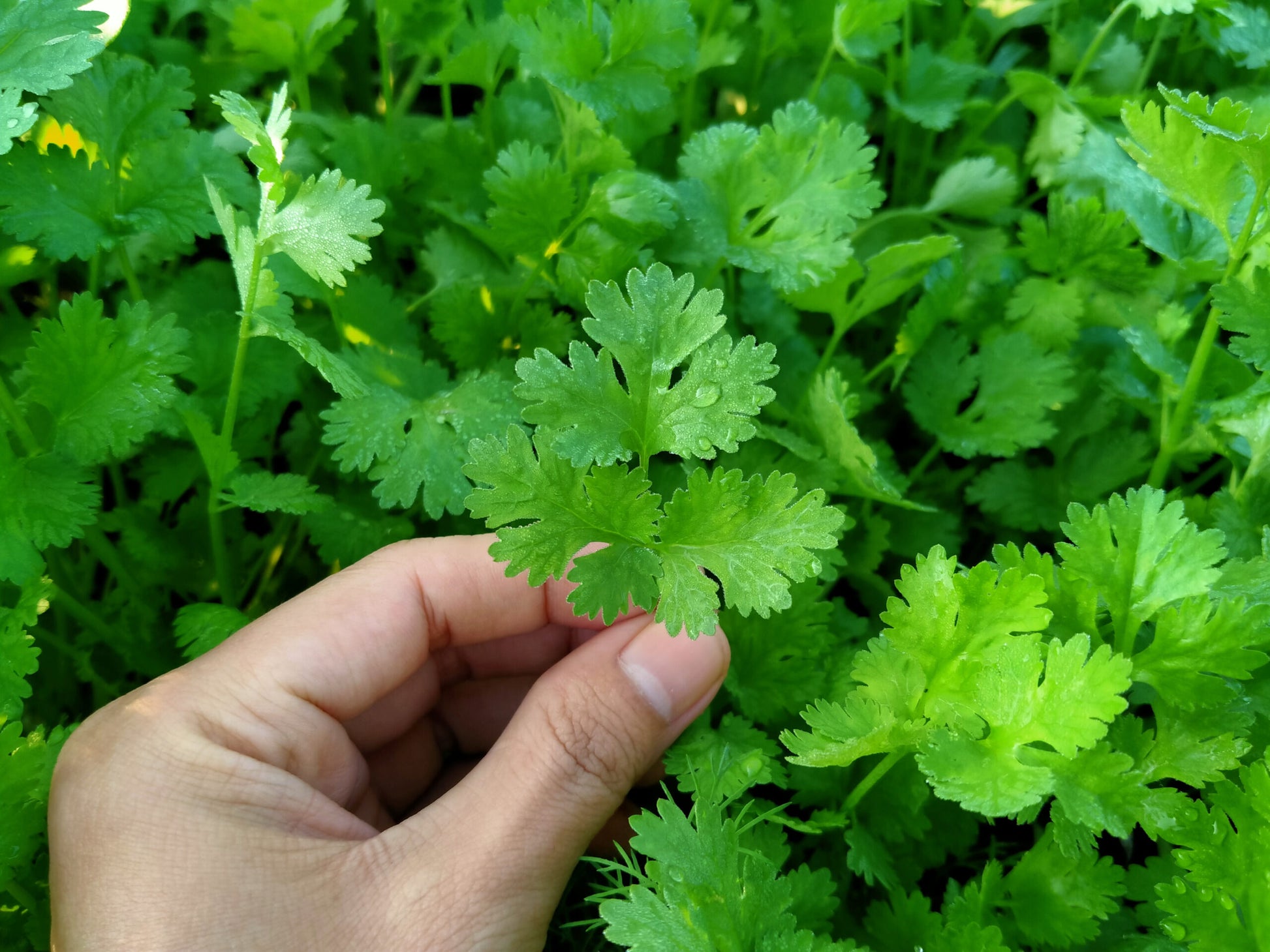 Hand,Holding,Coriander,coriander,Leaf,flat,Lay,(coriandrum,Sativum).