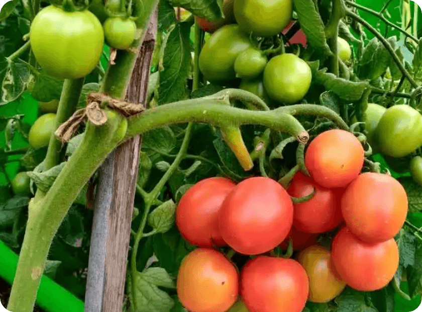 How to Grow Tomatoes from Seed in Hindi