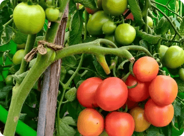 How to Grow Tomatoes from Seed in Hindi