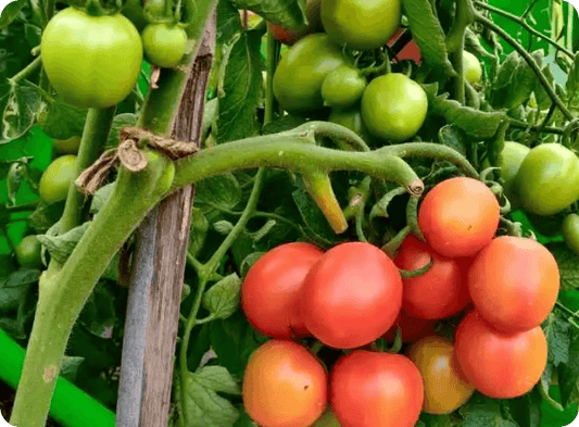 How to Grow Tomatoes from Seed in Hindi
